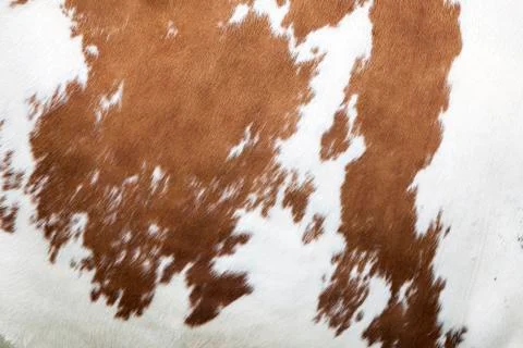 Red and white pattern on cowhide Stock Photos