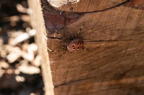 A red and white patterned spider on a wooden surface Stock Photos