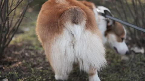 Red and white Pembroke Welsh Corgi sniffs something in the bushes in the park an Stock Footage 312077161
