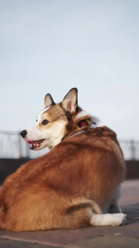 Red and white Pembroke Welsh Corgi sits on a tile in the park and turns his head Stock Footage 312077166