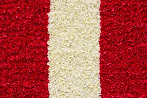 Red and white rose background Stock Photos
