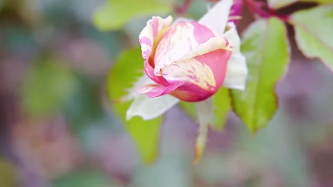 Red and White Rose 스톡 동영상 280438141