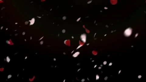 Red and white rose petals falling on black background for romantic wedding 库存影片 342898665
