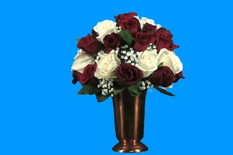 Red and white roses Stock Footage 18499842