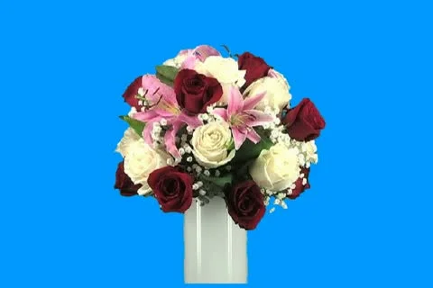 Red and white roses Stock Footage 19186761