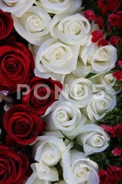 Red and white roses Stock Photos