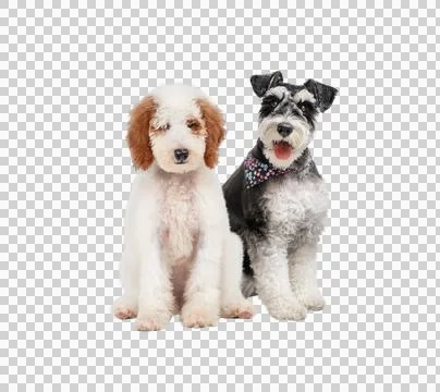 Red and white standard poodle puppy sitting next to miniature schnauzer iso.. Stock Photos
