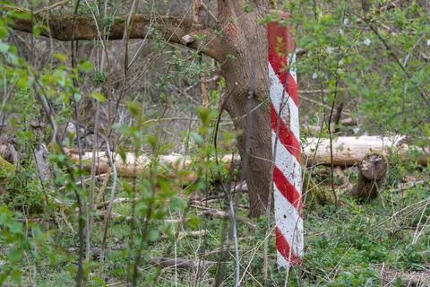 Red and white striped post stands in dense green forest Stock Photos