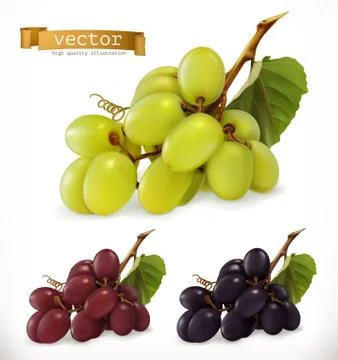 Red and white table grapes, wine grapes. Fresh fruit, 3d vector icon set Stock Illustration