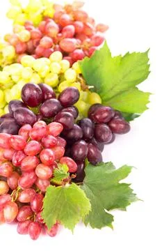 Red and white table grapes, wine grapes. Stock Photos