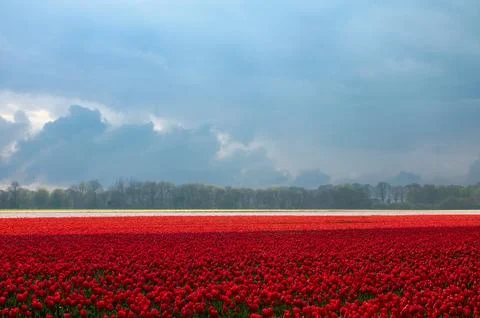 Red and White Tulip Fields Under a Dramatic Stormy Sky Stock Photos