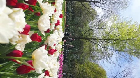 Red and white tulip spin shot Video stock 313561980