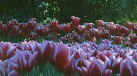 Red and white tulips Stock Footage 4983741