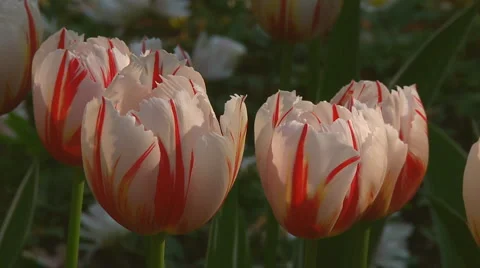 Red and white tulips Stock Footage 4995733