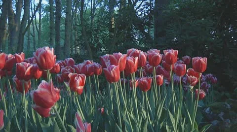Red and white tulips Stock Footage 10741440
