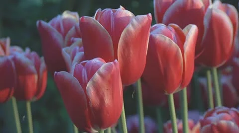 Red and white tulips Stock Footage 10741480
