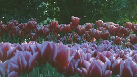 Red and white tulips Stock Footage 10741623