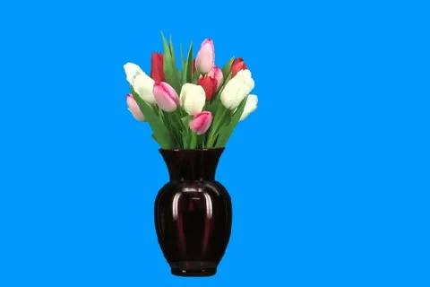Red and white tulips Video stock 19168044