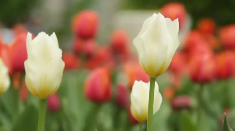 Red and white tulips Stock Footage 53573620