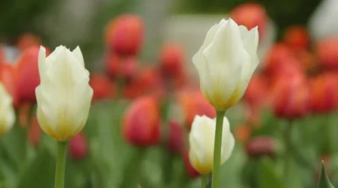 Red and white tulips Stock Footage 54228420
