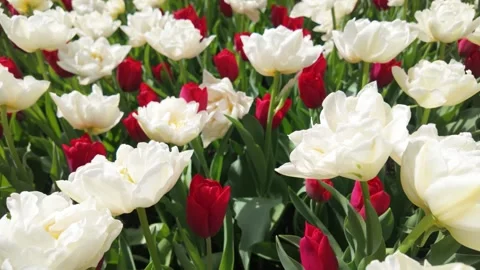Red and white tulips Stock Footage 313558924