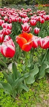 Red and white tulips, growing in large numbers on the lawn of an Persian garden Foto stock