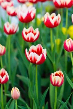 Red and white tulips Stock Photos