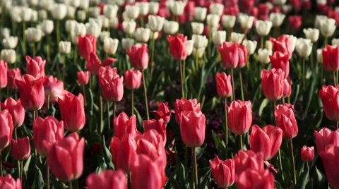 Red and White Tulips Spring Flowers Stock Footage 62743421