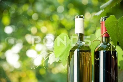 Red and white wine bottles and vine Stock Photos