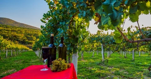 Red and white wine Video stock 96207873