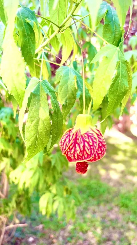 Red and yellow Abutilon flower hanging on tree 4K Stock Footage 345054787