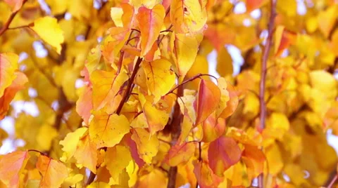 Red and Yellow Autumn Leaves Stock Footage 59432336