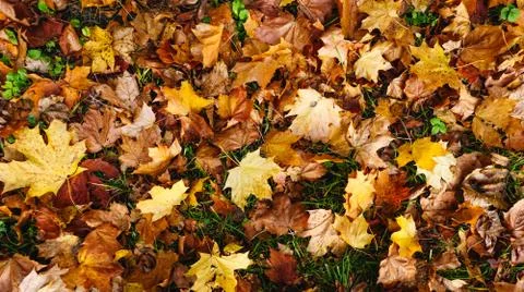 Red and yellow autumn maple leaves on green grass Stock Photos
