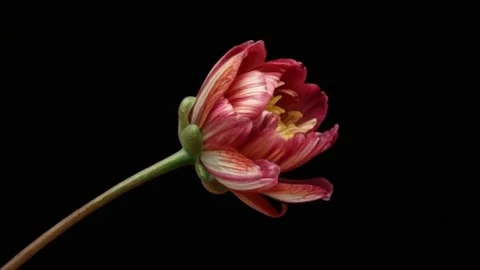 Red and Yellow Bloom Opening Artfully in Time-lapse Video stock 312816650