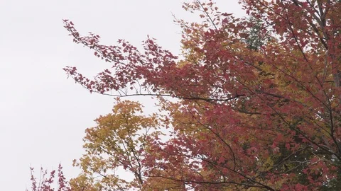 Red and yellow branches in wind Stock Footage 100137570