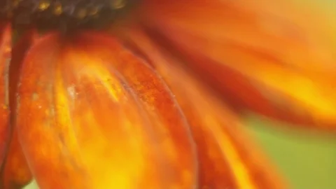 Red and Yellow Coneflower Video stock 82238016
