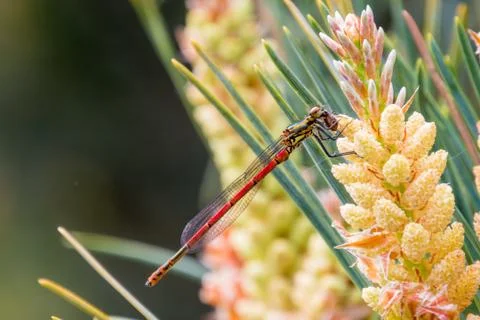 Red and yellow dragon fly sitting on new shoot of pine Stock Photos