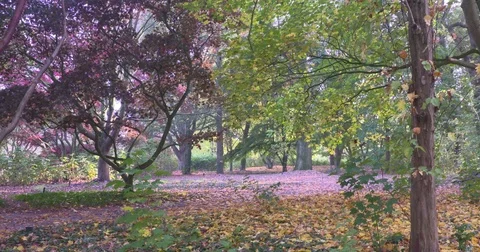 Red and yellow fall foliage in deciduous forest Stock Footage 81440280