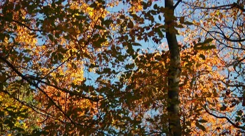 Red and Yellow Fall Leaves (LP-Voorhees-073) Video stock 8930278
