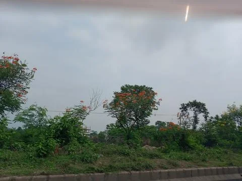 Red and Yellow Flame tree  in roadside in Bangladesh Stock Photos