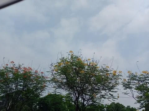 Red and Yellow Flame tree  in roadside in Bangladesh Stock Photos
