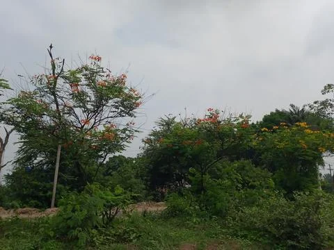 Red and Yellow Flame tree  in roadside in Bangladesh Stock Photos