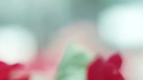 Red and yellow flower Stock Footage 100537781