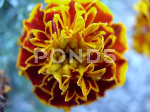 Red and Yellow Flower Stock Photos