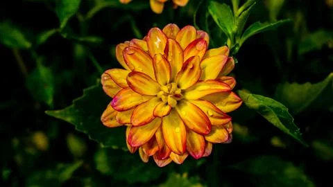 Red and Yellow Flower Stock Photos