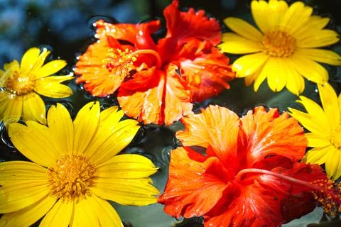 Red and yellow flowers float on the water Stock Photos