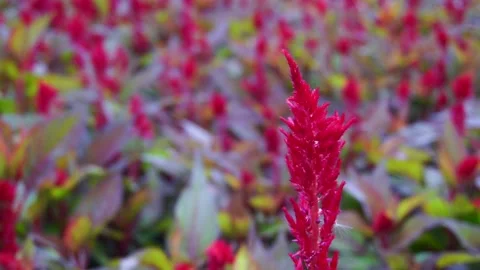 Red and yellow flowers Stock Footage 166373104