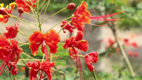 Red and yellow flowers Stock Footage 294266302