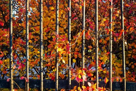Red and yellow foliage behind the metal bars Stock Photos