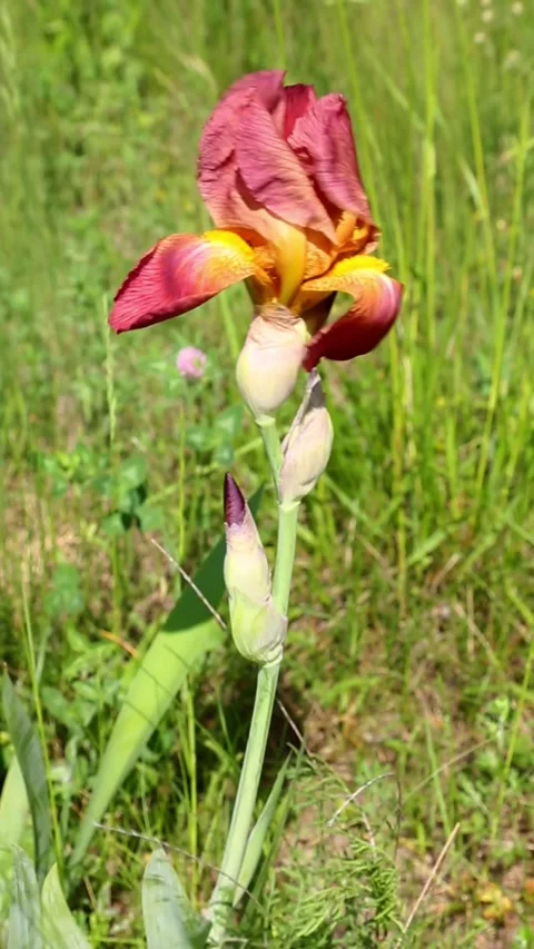 Red and yellow iris flower standing upright in garden grass Stock Footage 311513259